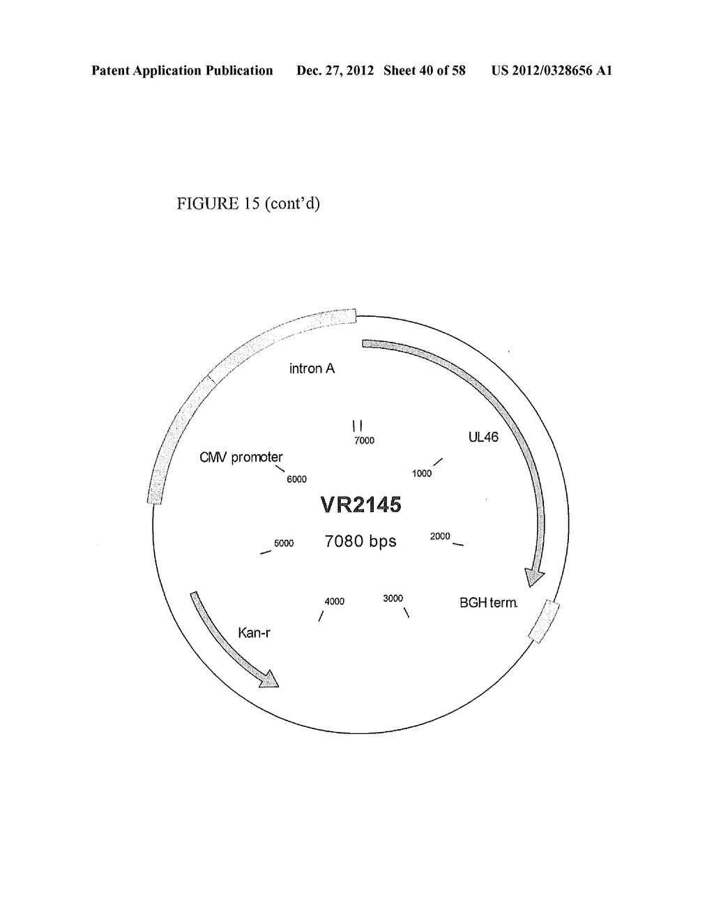 COMPOSITIONS AND METHODS FOR VACCINATING AGAINST HSV-2 - diagram, schematic, and image 41