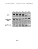 MODIFIED SIRNA MOLECULES AND USES THEREOF diagram and image