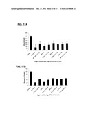 MODIFIED SIRNA MOLECULES AND USES THEREOF diagram and image