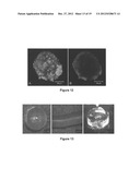 DENDRITIC AND HYPERBRANCHED POLYMERS FOR CELLULAR ENCAPSULATION AND     FUNCTIONALIZATION diagram and image