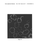 DENDRITIC AND HYPERBRANCHED POLYMERS FOR CELLULAR ENCAPSULATION AND     FUNCTIONALIZATION diagram and image