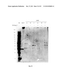 Amniotic Membrane Preparations and Purified Compositions and     Anti-Inflammation Methods diagram and image