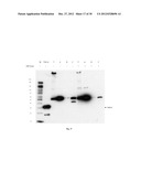 Amniotic Membrane Preparations and Purified Compositions and     Anti-Inflammation Methods diagram and image