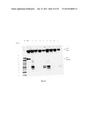 Amniotic Membrane Preparations and Purified Compositions and     Anti-Inflammation Methods diagram and image