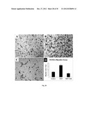 Amniotic Membrane Preparations and Purified Compositions and     Anti-Inflammation Methods diagram and image