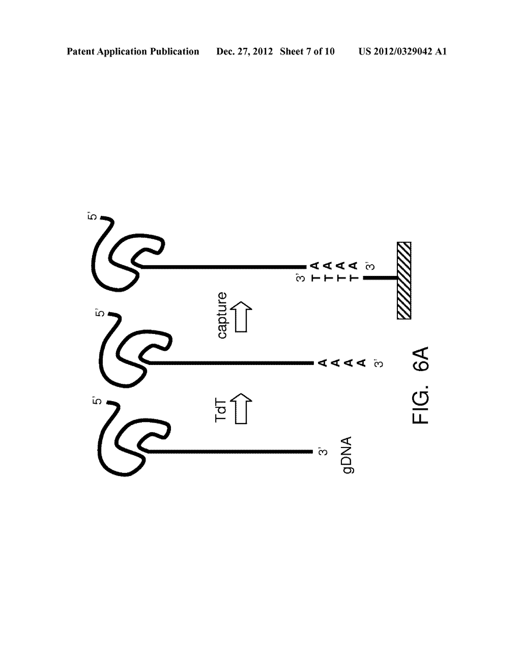 METHODS AND APPARATUS FOR SINGLE MOLECULE SEQUENCING USING ENERGY TRANSFER     DETECTION - diagram, schematic, and image 08