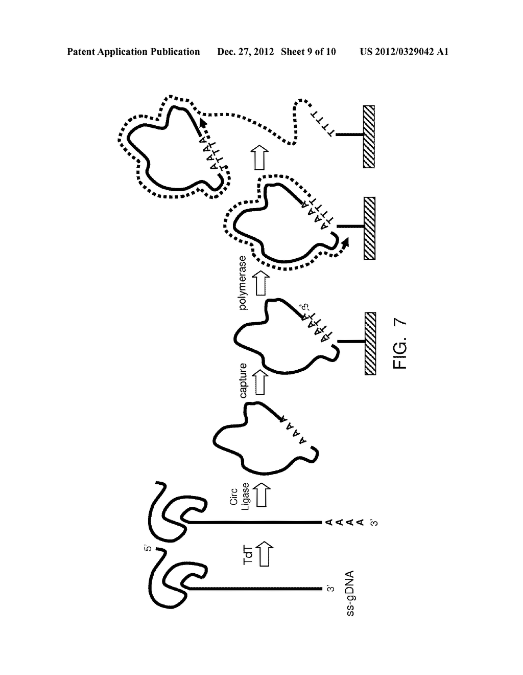 METHODS AND APPARATUS FOR SINGLE MOLECULE SEQUENCING USING ENERGY TRANSFER     DETECTION - diagram, schematic, and image 10