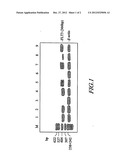 METHODS OF EVALUATING RELAPSE RISK OF ACUTE MYELOID LEUKEMIA USING NUCLEIC     ACIDS OR FRAGMENTS ENCODING FLT3 KINASE diagram and image