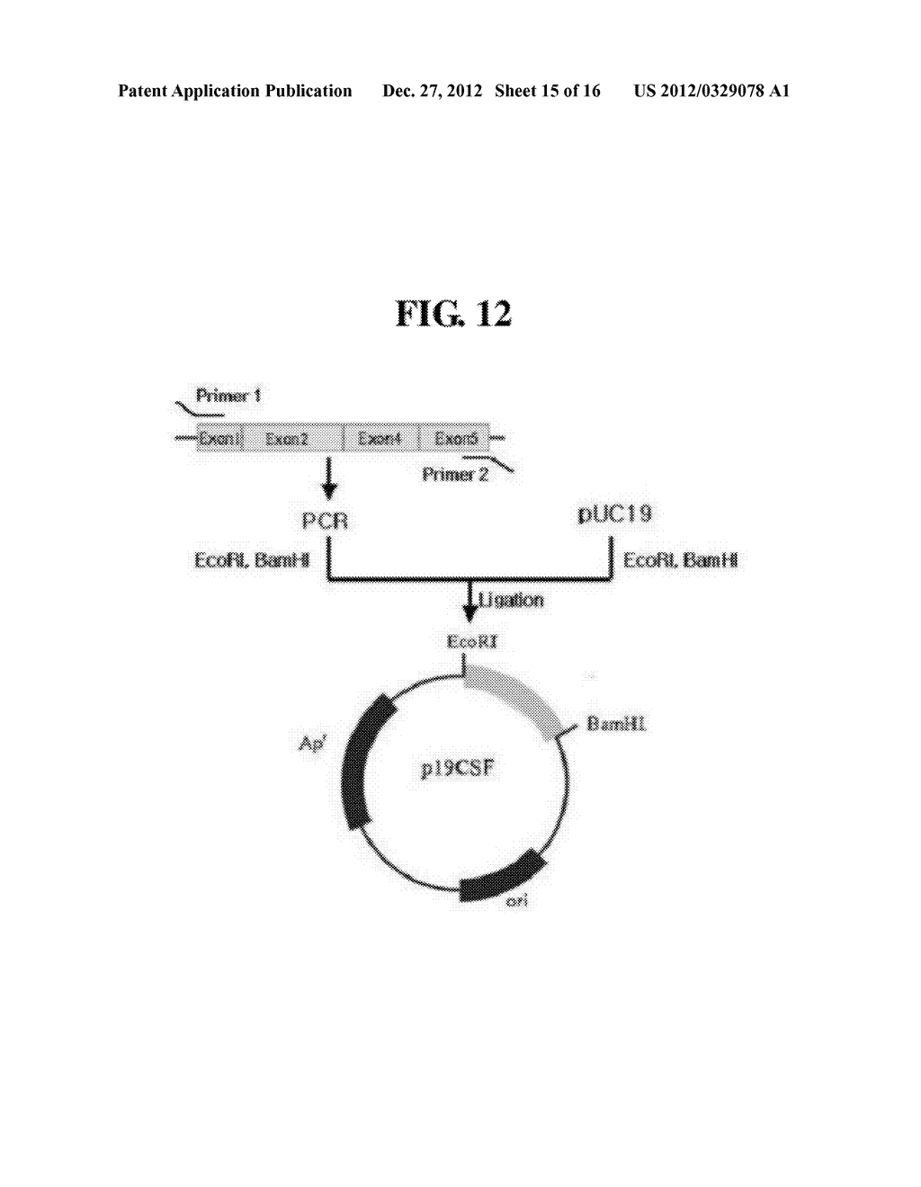 METHOD OF DIAGNOSING CANCER USING G-CSF PROTEIN HAVING A DELETION OF AN     AMINO ACID SEQUENCE CORRESPONDING TO EXON 3 AS A DIAGNOSTIC CANCER MARKER - diagram, schematic, and image 16