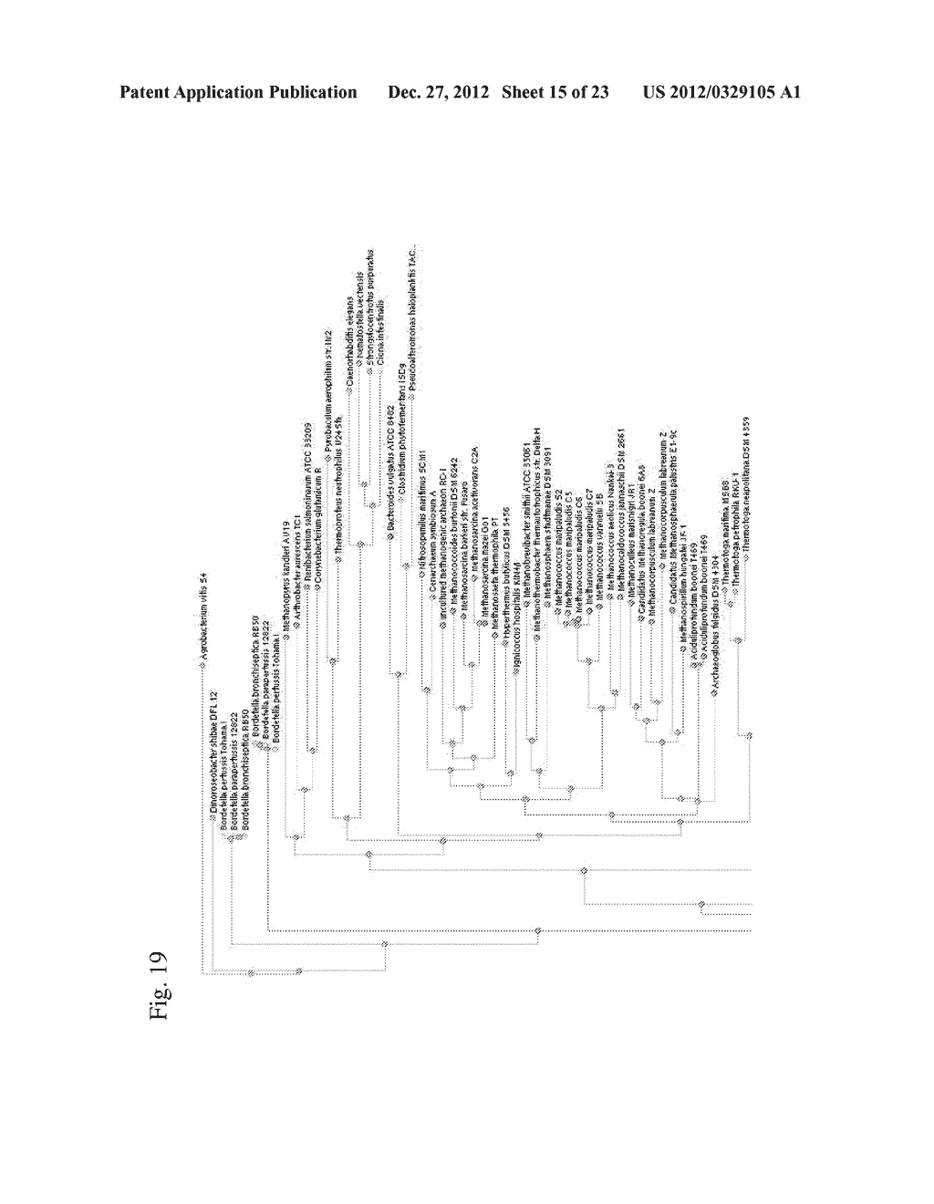 BACTERIUM OF ENTEROBACTERIACEAE FAMILY PRODUCING L-ASPARTIC ACID OR     L-ASPARTIC ACID-DERIVED METABOLITES AND A METHOD FOR PRODUCING L-ASPARTIC     ACID OR L-ASPARTIC ACID-DERIVED METABOLITES - diagram, schematic, and image 16