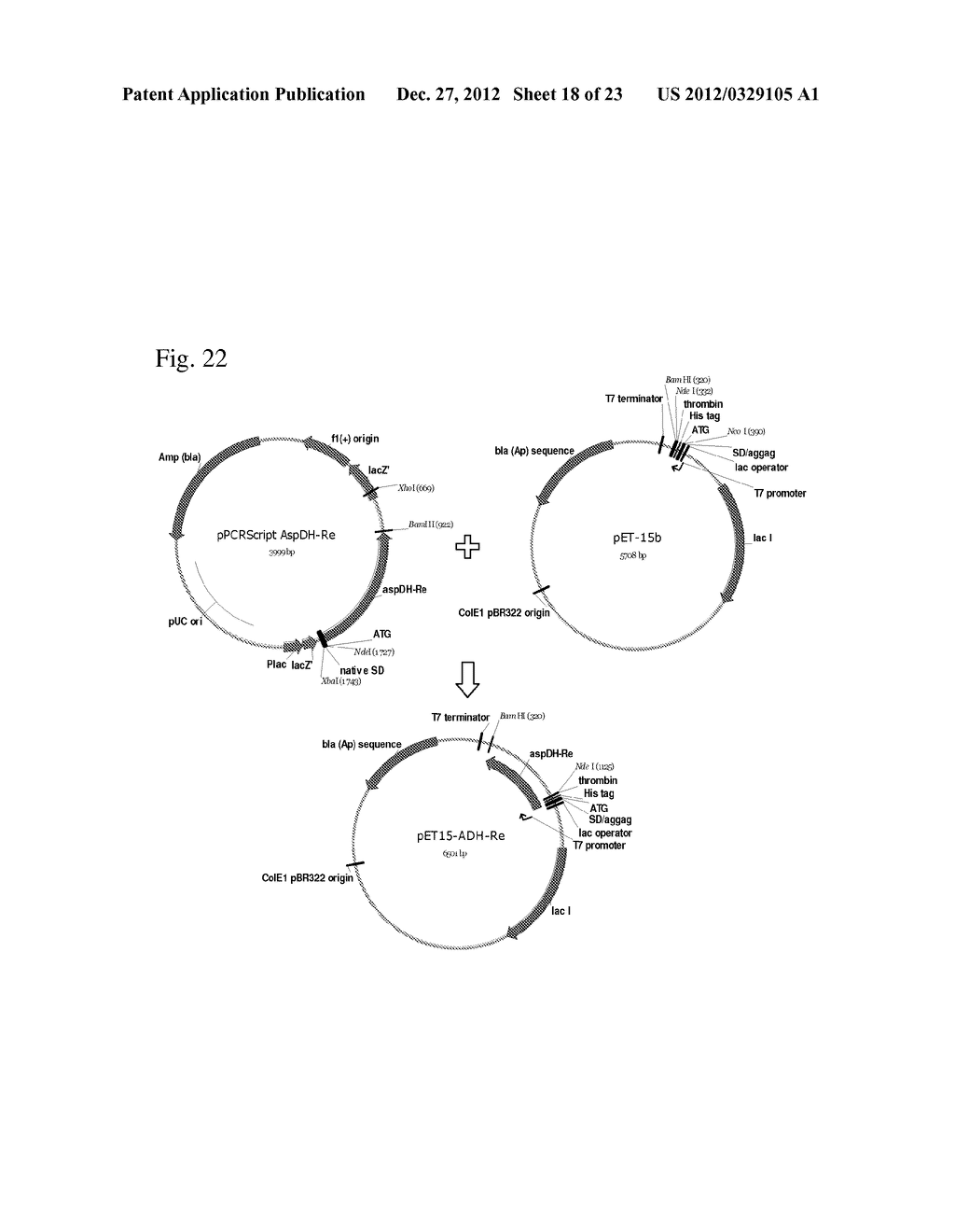 BACTERIUM OF ENTEROBACTERIACEAE FAMILY PRODUCING L-ASPARTIC ACID OR     L-ASPARTIC ACID-DERIVED METABOLITES AND A METHOD FOR PRODUCING L-ASPARTIC     ACID OR L-ASPARTIC ACID-DERIVED METABOLITES - diagram, schematic, and image 19