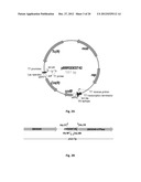 Microorganisms Having Enhanced Tolerance To Inhibitors and Stress diagram and image