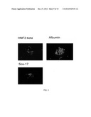 INDUCTION, PROPAGATION AND ISOLATION OF LIVER PROGENITOR CELLS diagram and image