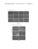 INDUCTION, PROPAGATION AND ISOLATION OF LIVER PROGENITOR CELLS diagram and image