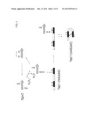 INCREASED OIL CONTENT BY INCREASING YAP1 TRANSCRIPTION FACTOR ACTIVITY IN     OLEAGINOUS YEASTS diagram and image