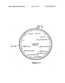 CORN EVENT PV-ZMGT32(NK603) AND COMPOSITIONS AND METHODS FOR DETECTION     THEREOF diagram and image