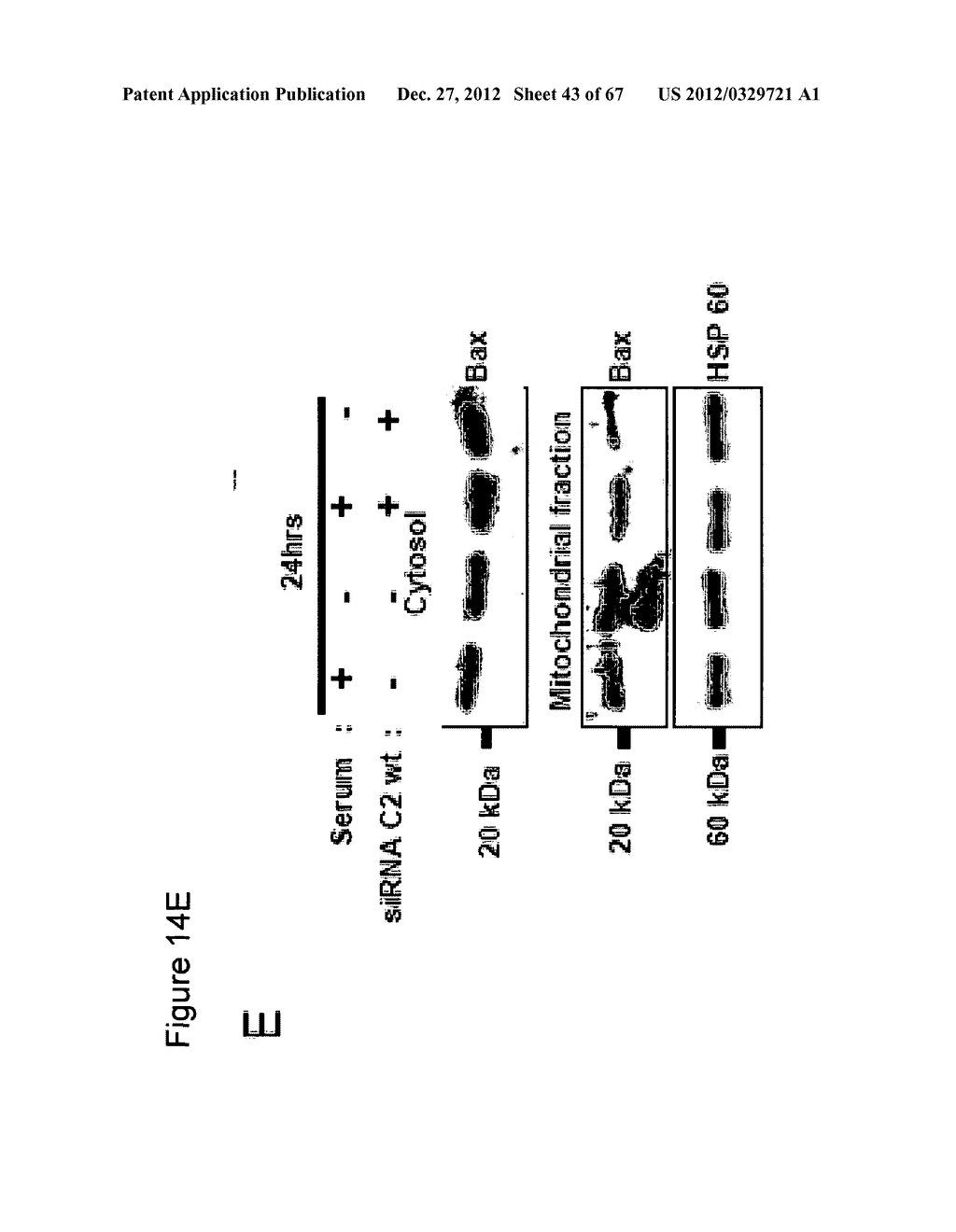 MEANS FOR PREVENTING AND TREATING CELLULAR DEATH AND THEIR BIOLOGICAL     APPLICATIONS - diagram, schematic, and image 44