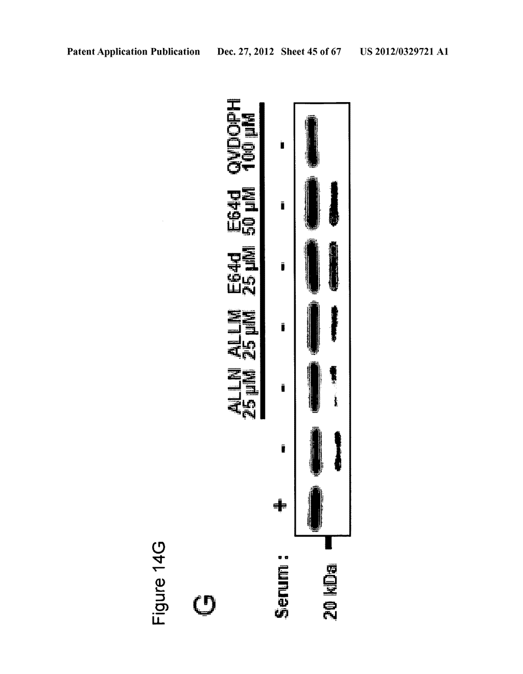 MEANS FOR PREVENTING AND TREATING CELLULAR DEATH AND THEIR BIOLOGICAL     APPLICATIONS - diagram, schematic, and image 46