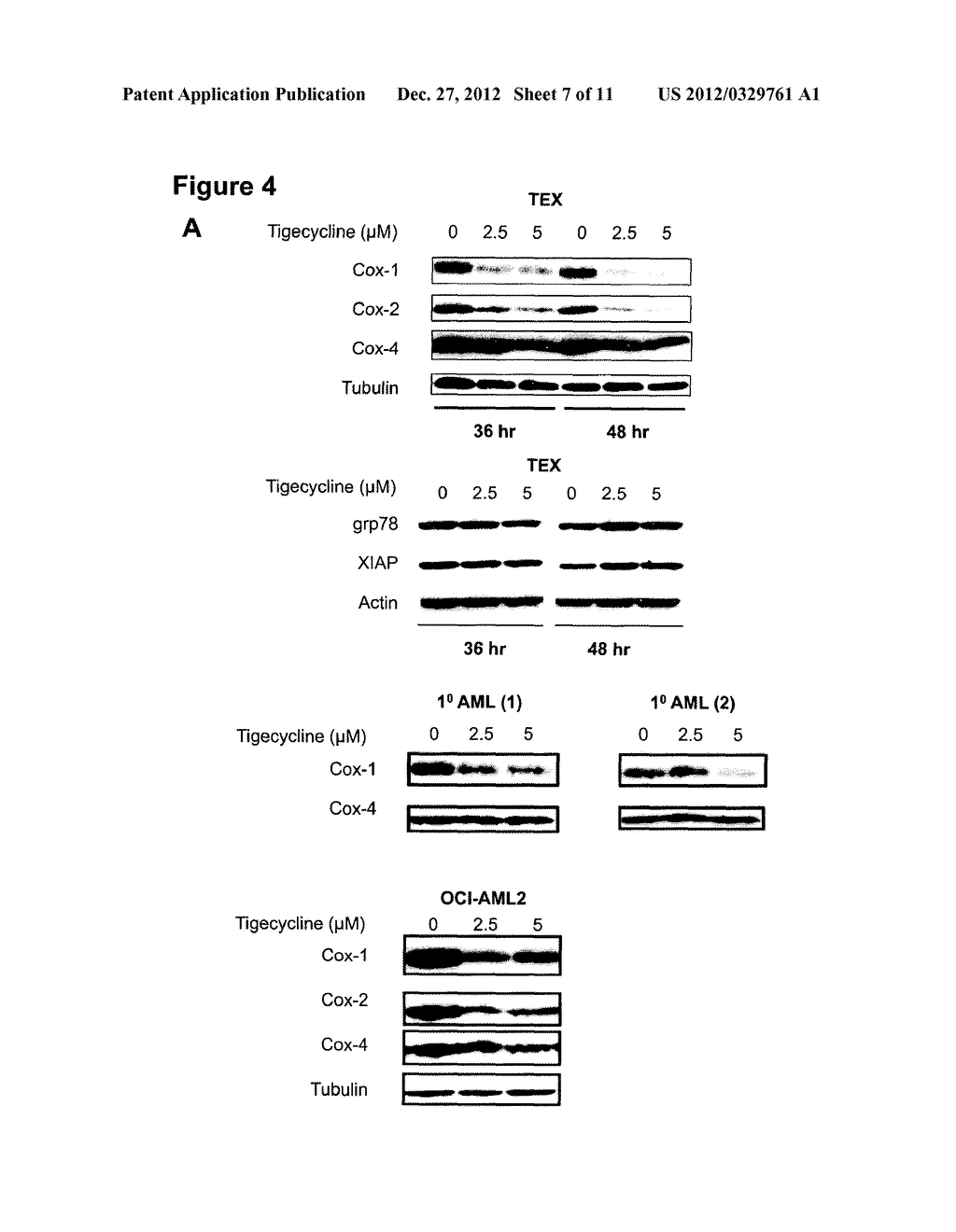 USE OF TIGECYCLINE FOR TREATMENT OF CANCER - diagram, schematic, and image 08