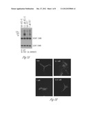 NOVEL MODULATORS OF SPHINGOSINE PHOSPHATE RECEPTORS diagram and image