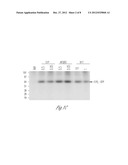 NOVEL MODULATORS OF SPHINGOSINE PHOSPHATE RECEPTORS diagram and image