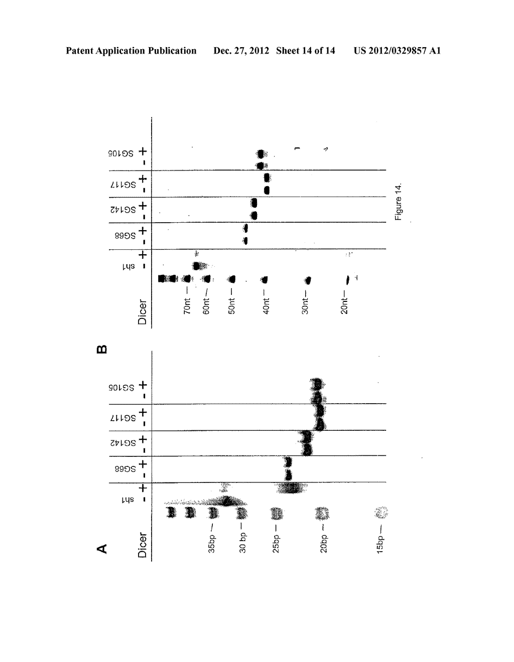 Short Hairpin RNAs for Inhibition of Gene Expression - diagram, schematic, and image 15