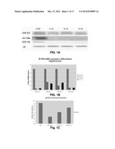 MicroRNA Fingerprints During Human Megakaryocytopoiesis diagram and image