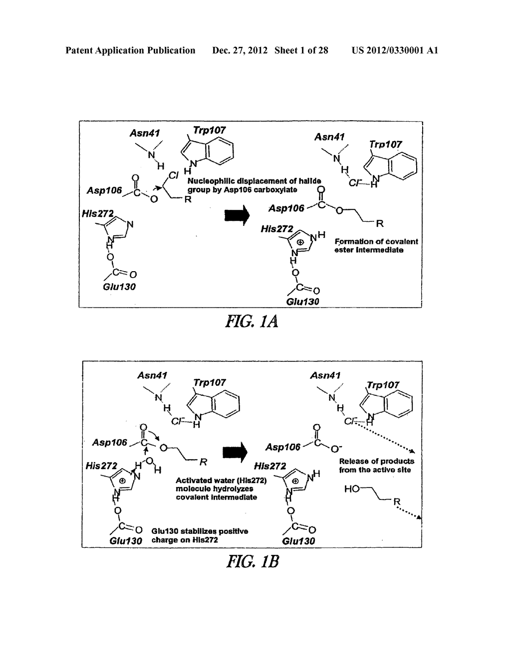 METHOD OF IMMOBILIZING A PROTEIN OR MOLECULE VIA A MUTANT DEHALOGENASE     THAT IS BOUND TO AN IMMOBILIZED DEHALOGENASE SUBSTRATE AND LINKED     DIRECTLY OR INDIRECTLY TO THE PROTEIN OR MOLECULE - diagram, schematic, and image 02