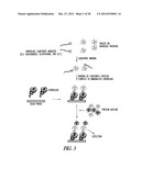 METHOD OF IMMOBILIZING A PROTEIN OR MOLECULE VIA A MUTANT DEHALOGENASE     THAT IS BOUND TO AN IMMOBILIZED DEHALOGENASE SUBSTRATE AND LINKED     DIRECTLY OR INDIRECTLY TO THE PROTEIN OR MOLECULE diagram and image