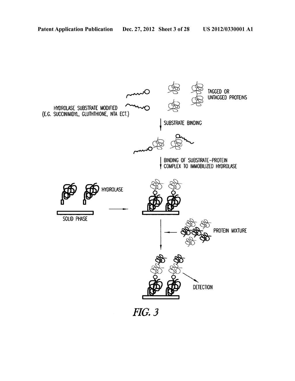 METHOD OF IMMOBILIZING A PROTEIN OR MOLECULE VIA A MUTANT DEHALOGENASE     THAT IS BOUND TO AN IMMOBILIZED DEHALOGENASE SUBSTRATE AND LINKED     DIRECTLY OR INDIRECTLY TO THE PROTEIN OR MOLECULE - diagram, schematic, and image 04