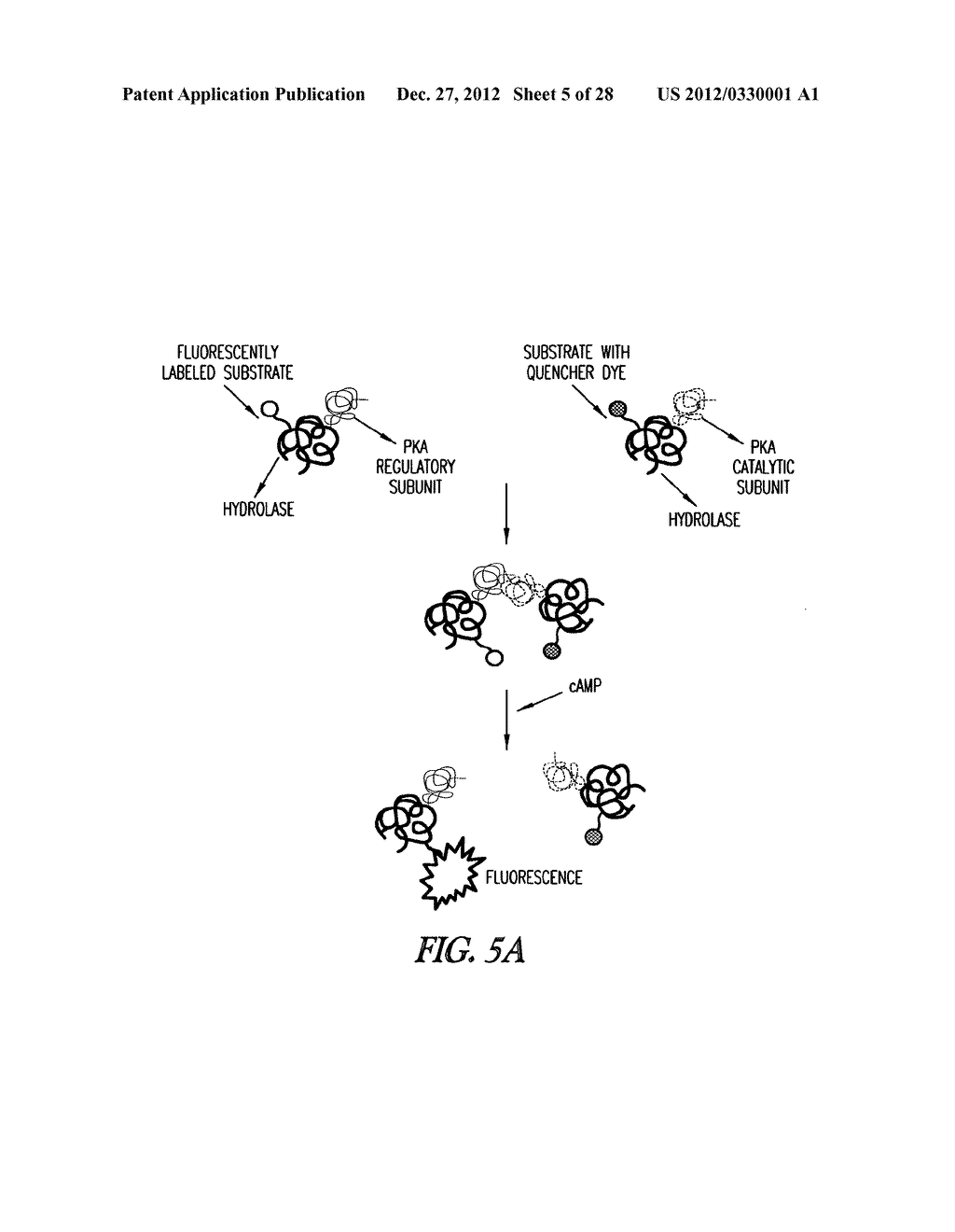 METHOD OF IMMOBILIZING A PROTEIN OR MOLECULE VIA A MUTANT DEHALOGENASE     THAT IS BOUND TO AN IMMOBILIZED DEHALOGENASE SUBSTRATE AND LINKED     DIRECTLY OR INDIRECTLY TO THE PROTEIN OR MOLECULE - diagram, schematic, and image 06