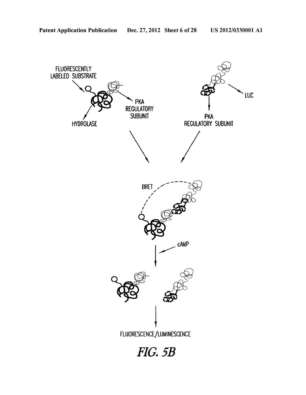 METHOD OF IMMOBILIZING A PROTEIN OR MOLECULE VIA A MUTANT DEHALOGENASE     THAT IS BOUND TO AN IMMOBILIZED DEHALOGENASE SUBSTRATE AND LINKED     DIRECTLY OR INDIRECTLY TO THE PROTEIN OR MOLECULE - diagram, schematic, and image 07