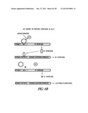 METHOD OF IMMOBILIZING A PROTEIN OR MOLECULE VIA A MUTANT DEHALOGENASE     THAT IS BOUND TO AN IMMOBILIZED DEHALOGENASE SUBSTRATE AND LINKED     DIRECTLY OR INDIRECTLY TO THE PROTEIN OR MOLECULE diagram and image