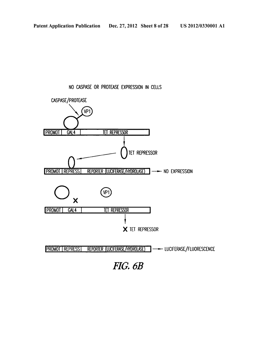 METHOD OF IMMOBILIZING A PROTEIN OR MOLECULE VIA A MUTANT DEHALOGENASE     THAT IS BOUND TO AN IMMOBILIZED DEHALOGENASE SUBSTRATE AND LINKED     DIRECTLY OR INDIRECTLY TO THE PROTEIN OR MOLECULE - diagram, schematic, and image 09