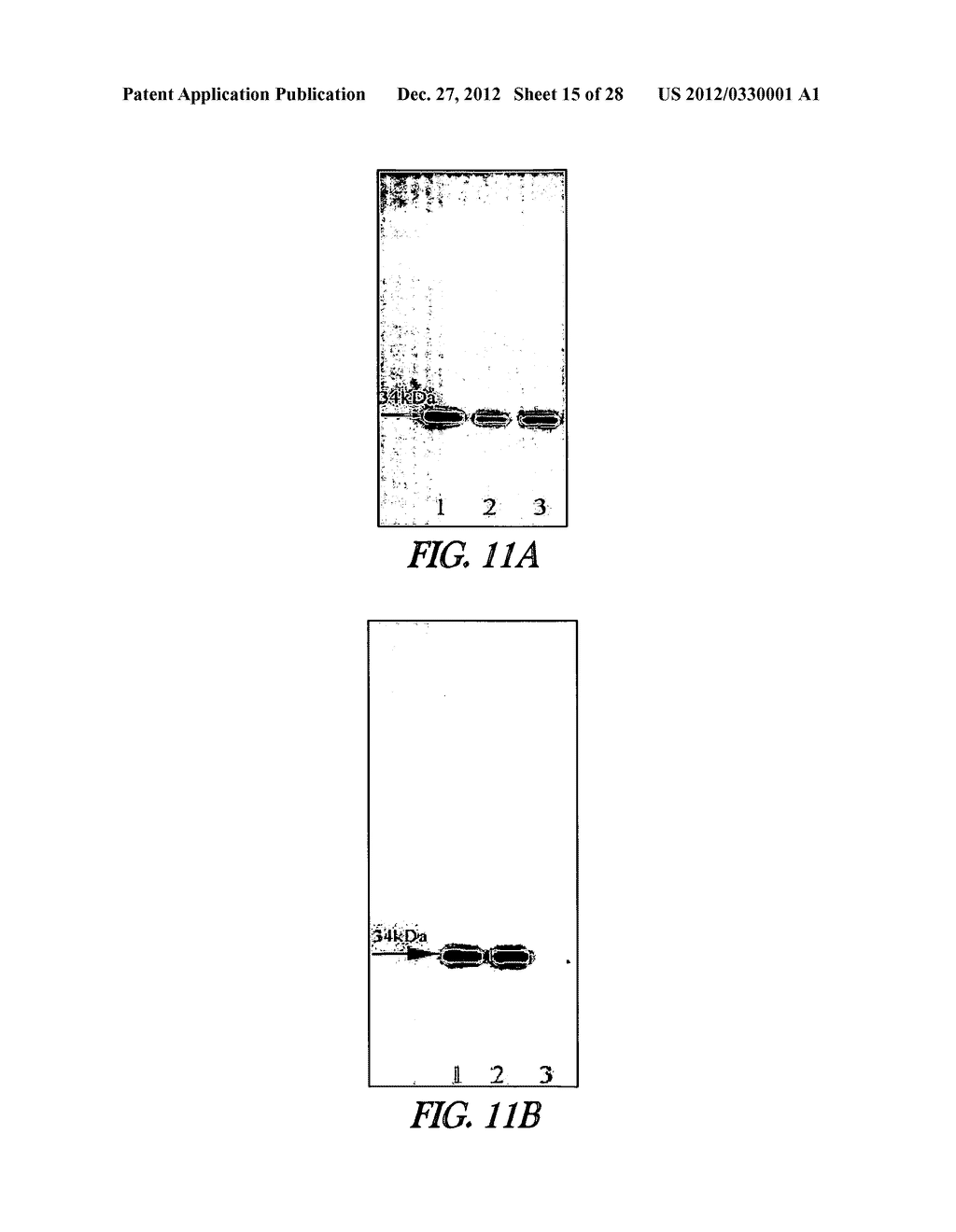 METHOD OF IMMOBILIZING A PROTEIN OR MOLECULE VIA A MUTANT DEHALOGENASE     THAT IS BOUND TO AN IMMOBILIZED DEHALOGENASE SUBSTRATE AND LINKED     DIRECTLY OR INDIRECTLY TO THE PROTEIN OR MOLECULE - diagram, schematic, and image 16