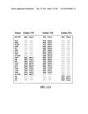 METHOD OF IMMOBILIZING A PROTEIN OR MOLECULE VIA A MUTANT DEHALOGENASE     THAT IS BOUND TO AN IMMOBILIZED DEHALOGENASE SUBSTRATE AND LINKED     DIRECTLY OR INDIRECTLY TO THE PROTEIN OR MOLECULE diagram and image