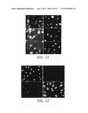 System and method for automatic color segmentation and minimum significant     response for measurement of fractional localized intensity of cellular     compartments diagram and image