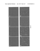 Biomineral and Metal Binding Liposomes, Their Synthesis, and Methods of     Use Thereof diagram and image