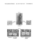 POLY(ORGANOPHOSPHAZENE) COMPOSITION FOR BIOMATERIALS diagram and image