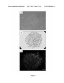 MYOGENIC DIFFERENTIATION OF STEM CELLS AND AND USES THEREOF diagram and image