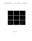 MYOGENIC DIFFERENTIATION OF STEM CELLS AND AND USES THEREOF diagram and image