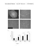 MYOGENIC DIFFERENTIATION OF STEM CELLS AND AND USES THEREOF diagram and image