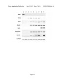 MYOGENIC DIFFERENTIATION OF STEM CELLS AND AND USES THEREOF diagram and image