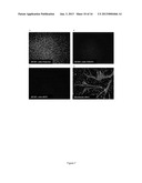 MYOGENIC DIFFERENTIATION OF STEM CELLS AND AND USES THEREOF diagram and image