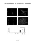 MYOGENIC DIFFERENTIATION OF STEM CELLS AND AND USES THEREOF diagram and image