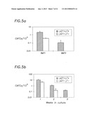 p27 AND p21 IN GENE THERAPIES diagram and image