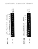 p27 AND p21 IN GENE THERAPIES diagram and image