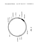 GENE THERAPY VECTORS FOR ADRENOLEUKODYSTROPHY AND ADRENOMYELONEUROPATHY diagram and image