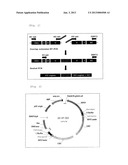 ANTIBODY AGAINST SEROTYPE A LIPOPOLYSACCHARIDE OF PSEUDOMONAS AERUGINOSA diagram and image