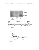 METHODS AND MATERIALS RELATED TO HAIR PIGMENTATION AND CANCER diagram and image